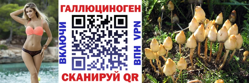 купить   Боровичи  Галлюциногенные грибы Psilocybe 